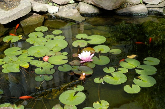 Lily Pad Etsy
