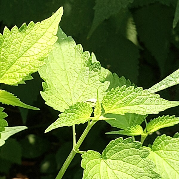 Sunny Vibrant Green Leaves Nature Digital Wallpaper