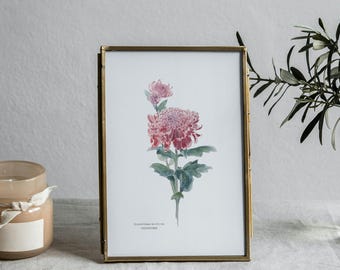 Chrysantheme Aquarell Kunst: Antiker Druck auf Fine Art Papier