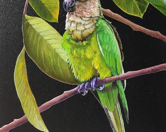 EUSEBIO - Periquito-de-garganta-castanha - Conure de cobre - Pintura a óleo em miniatura sobre madeira - Naturalismo contemporâneo