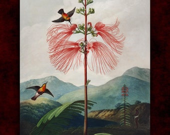 Large Flowering Sensitive Plant Canvas Print • Giclée Prints • Dark Cottagecore • Classical Fine Art Poster • Victorian Floral Wall Decor
