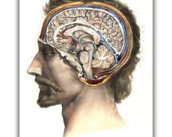 Brain Anatomy by Nicolas Henri Jacob Art Print • Dark Academia Canvas Print • Victorian Aesthetic • Gothic Home Decor