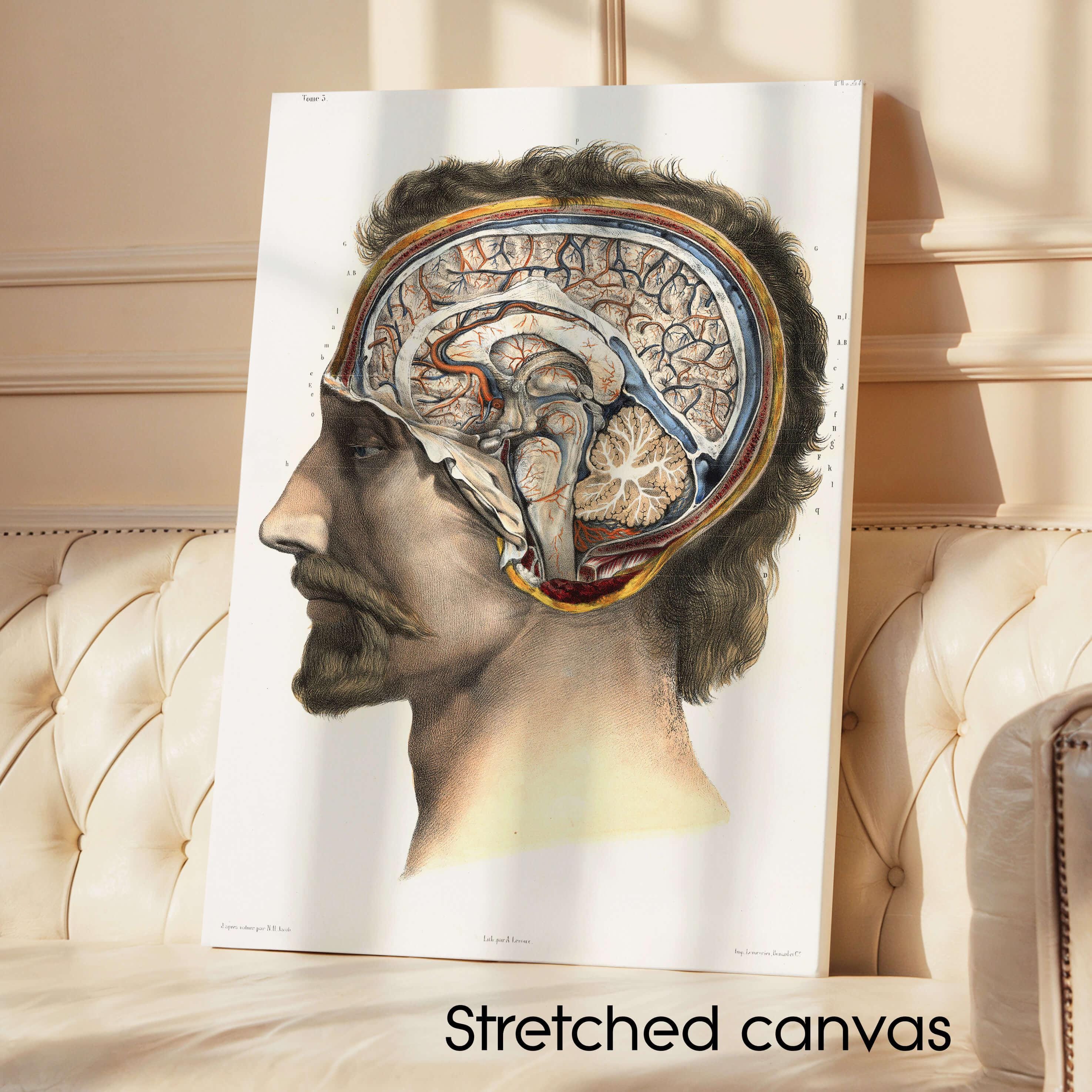 油彩画「Basement of the brain」 Stretched Canvas Print | Brain Anatomy by Nicolas Henri Jacob Art