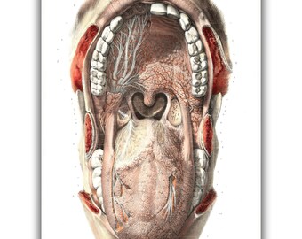 Oral Cavity Anatomy by Nicolas Henri Jacob Art Print • Dark Academia Canvas Print • Victorian Aesthetic • Gothic Home Decor