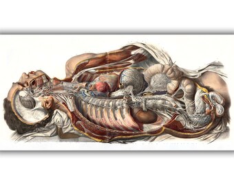 Sympathetic Nervous System Anatomy by Nicolas Henri Jacob Art Print • Dark Academia Canvas Print • Victorian Aesthetic • Gothic Home Decor