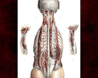 Spinal Nerves Anatomy von Nicolas Henri Jacob Kunstdruck • Dark Academia Leinwand • Viktorianische Ästhetik • Gothic Wohnkultur