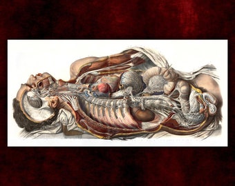 Anatomie des sympathischen Nervensystems von Nicolas Henri Jacob Kunstdruck • Dark Academia Leinwanddruck • Viktorianische Ästhetik • Gotische Heimdekoration