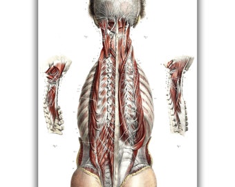 Spinal Nerves Anatomy by Nicolas Henri Jacob Art Print • Dark Academia Canvas Print • Victorian Aesthetic • Gothic Home Decor