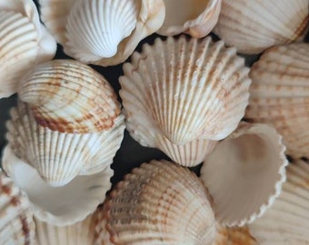 Coastal scallop seashells 1" Natural seashells for craft Handpicked sea shells Craft supplies Jewelry supplies Aquarium decor Vase filler