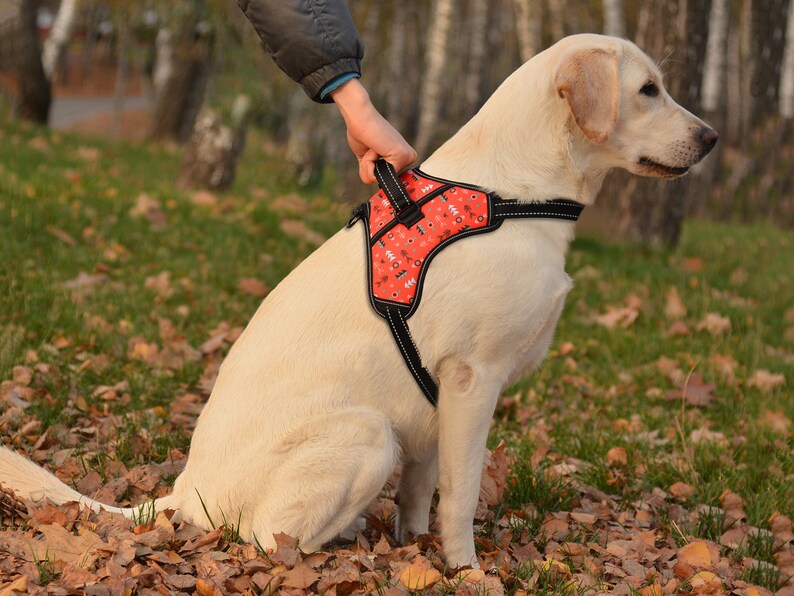 Dog Harness With Matching Leash Set Soft Padded Dog Harness Etsy