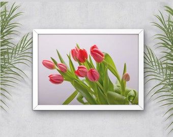 Tulip Photography,  Tulip Photo Print, Spring Photo, Floral Photography, Wall Art, Home Decor