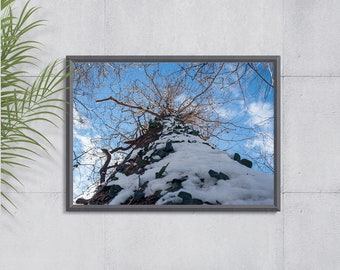 Trees & Sky, Winter Photography, Forest in Snow, Nature Photography, Wall Decor #7378