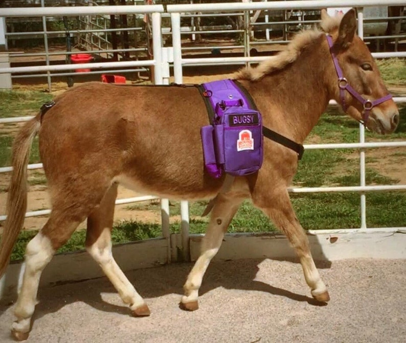 Miniature Horse and Donkey Backpacks Custom Patches and Etsy