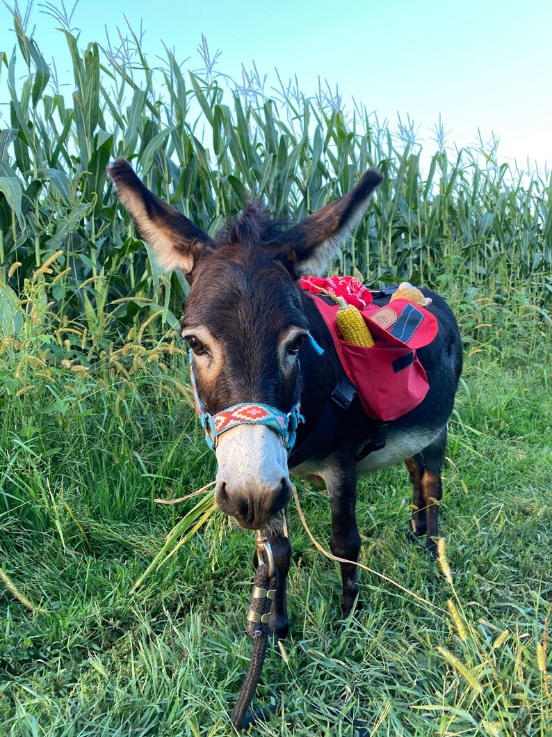 Miniature Horse and Donkey Backpack Smaller Version Custom Etsy