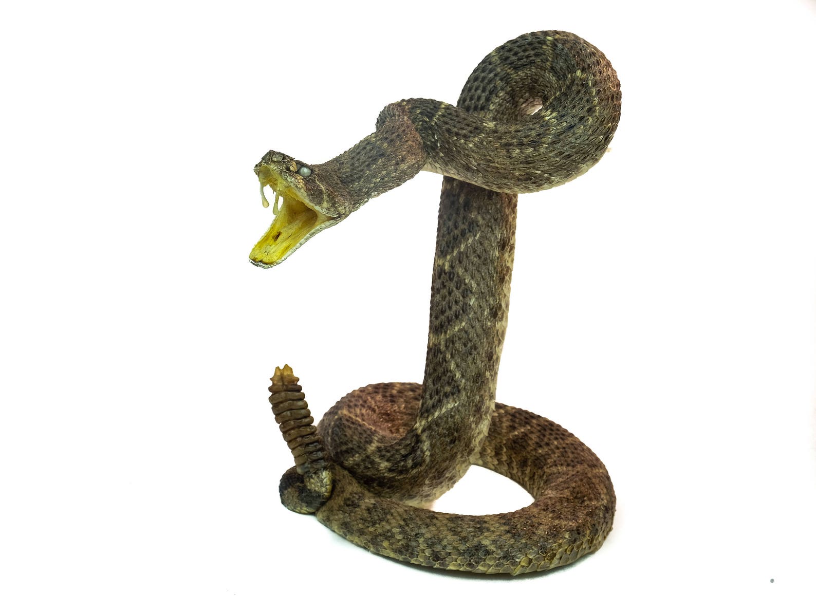 резиновая змея гадюка. векторный набор змей. резиновые змеи игрушки. кобра с погремушкой. статуэтка змея кобра 32см.