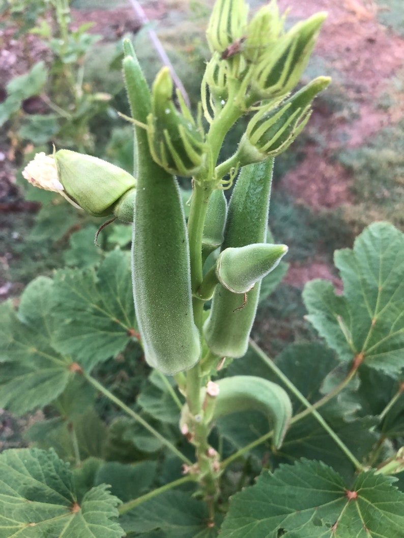 100 Pcs Philippine Organic Okra Seeds Non GMO Fresh Garden Seeds for