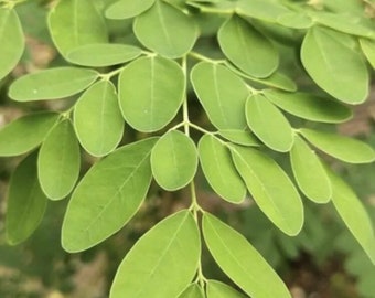 100 Semillas Orgánicas Malunggay Moringa Oleifera Drumstick Rábano Picante Arizona USA Cultivadas