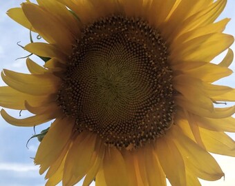 100 Semillas Mammoth Girasol Polinizadores Semillas de jardín cultivadas en EE. UU. para 2024 plantación Orgánica