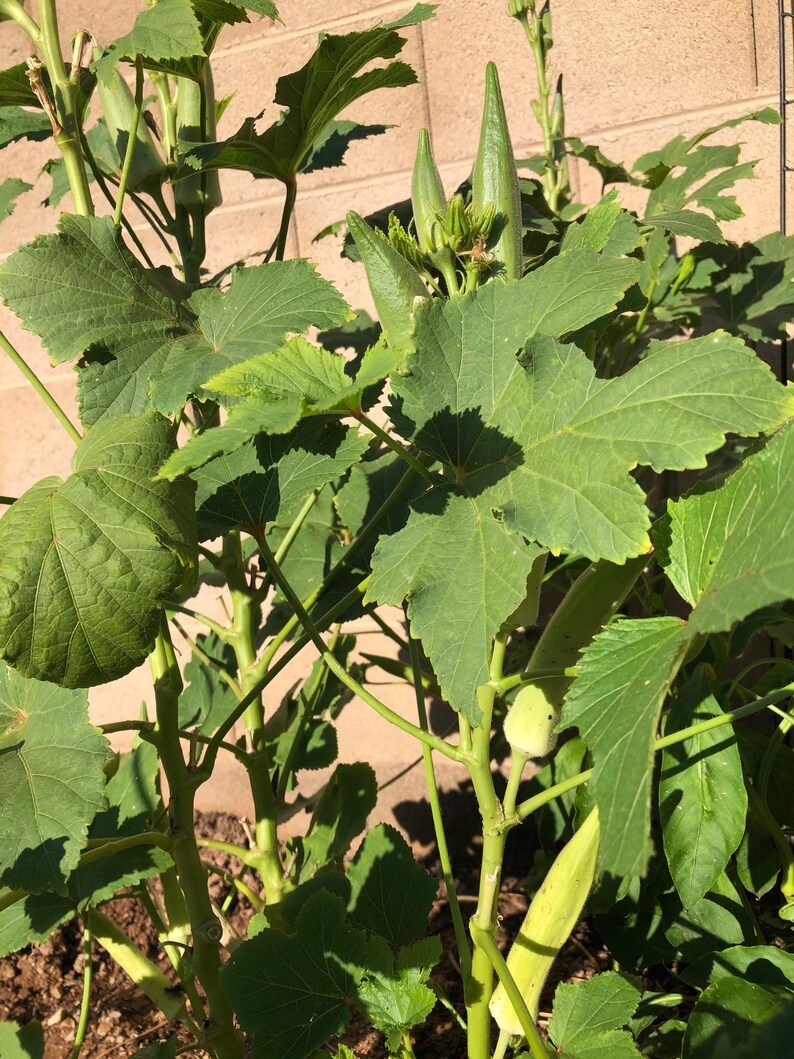 100 Pcs Philippine Organic Okra Seeds Non GMO Fresh Garden Seeds for