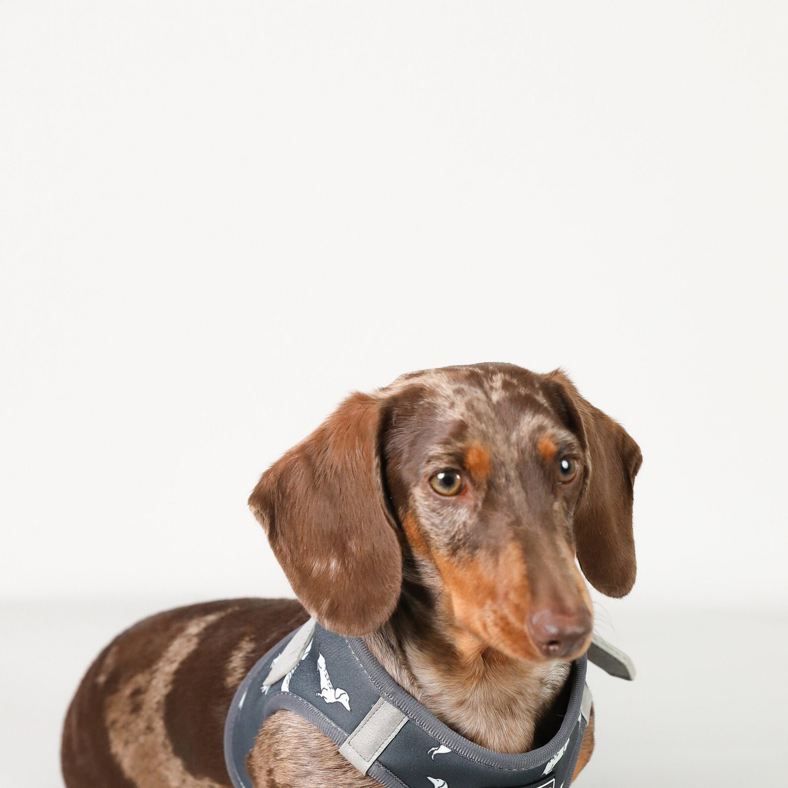 Grey Step In Dachshund Dog Harness Dachshund Harness Harness Etsy