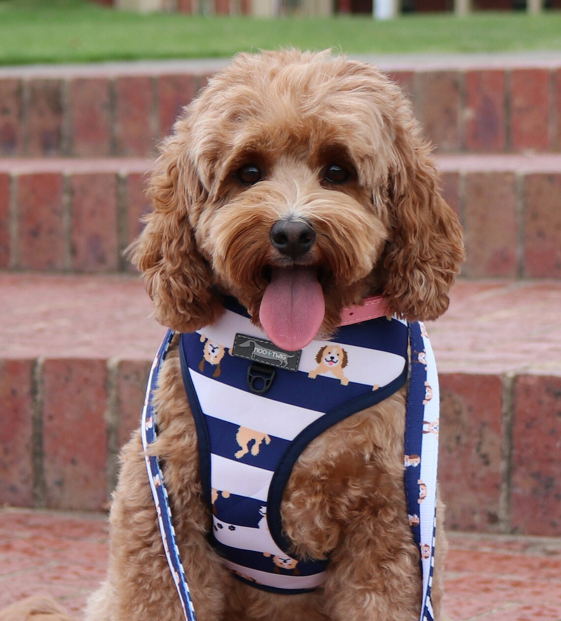 REVERSIBLE DOG HARNESS Doodle Labradoodle Cavoodle Etsy