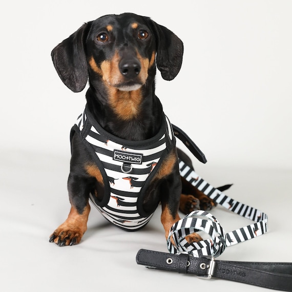 dachshund harness