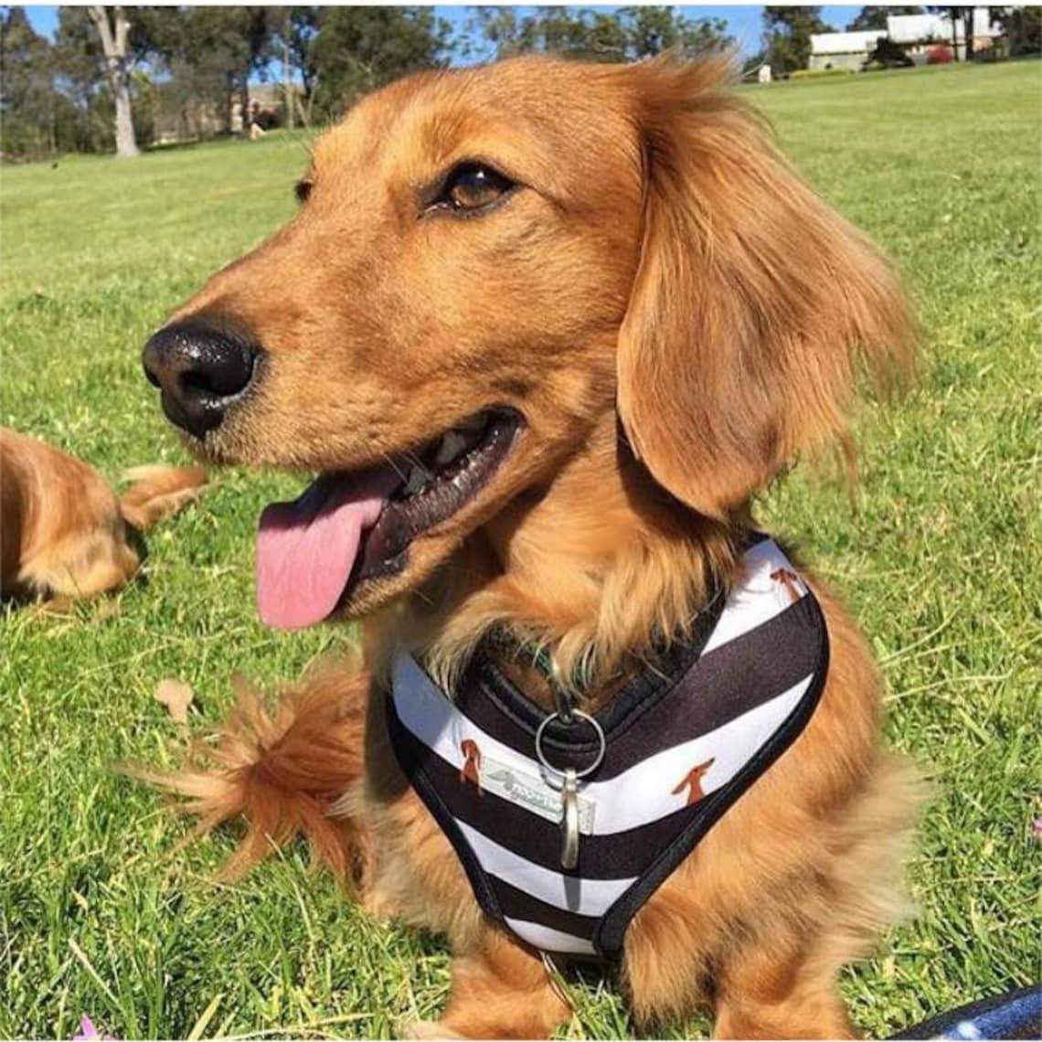 Dachshund Reversible DOG HARNESS Harness for Dachshunds With Etsy