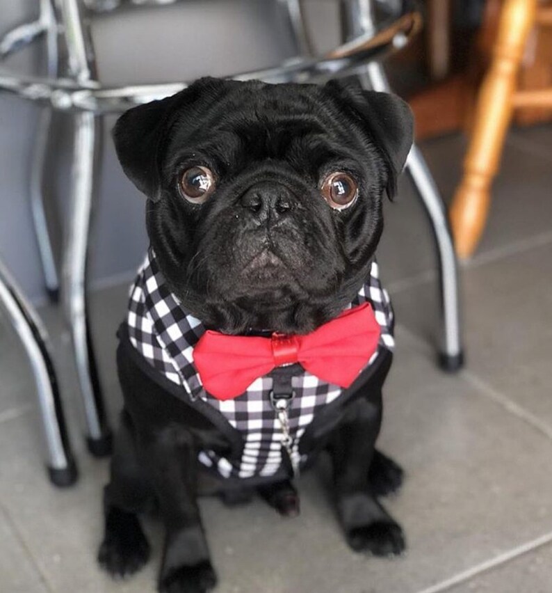 Gingham DOG HARNESS SHIRT With Detachable Bow Tie Cute Dog Etsy