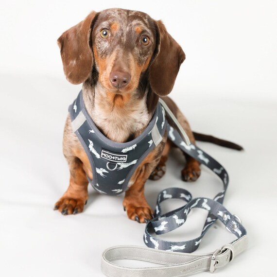 dachshund harness uk