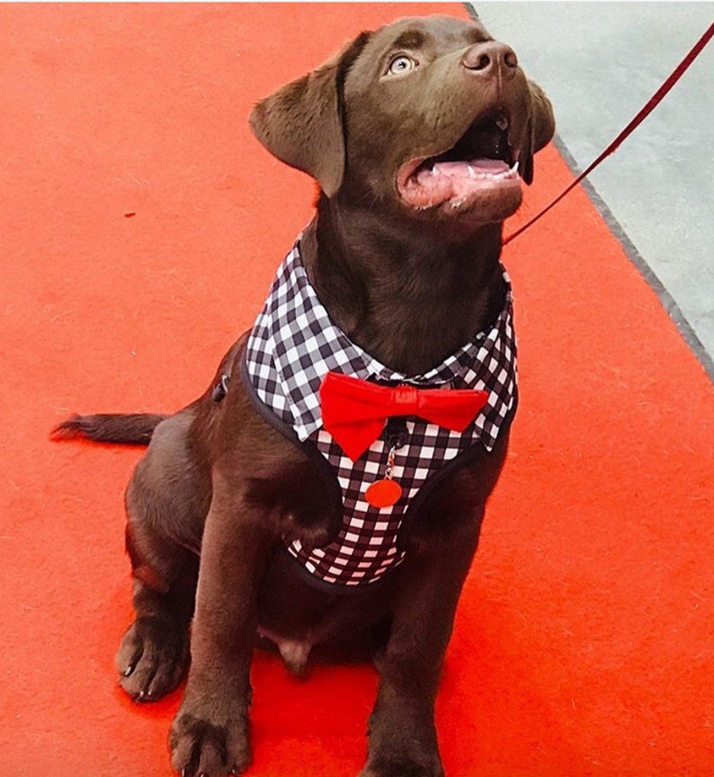 Gingham DOG HARNESS SHIRT With Detachable Bow Tie Cute Dog Etsy