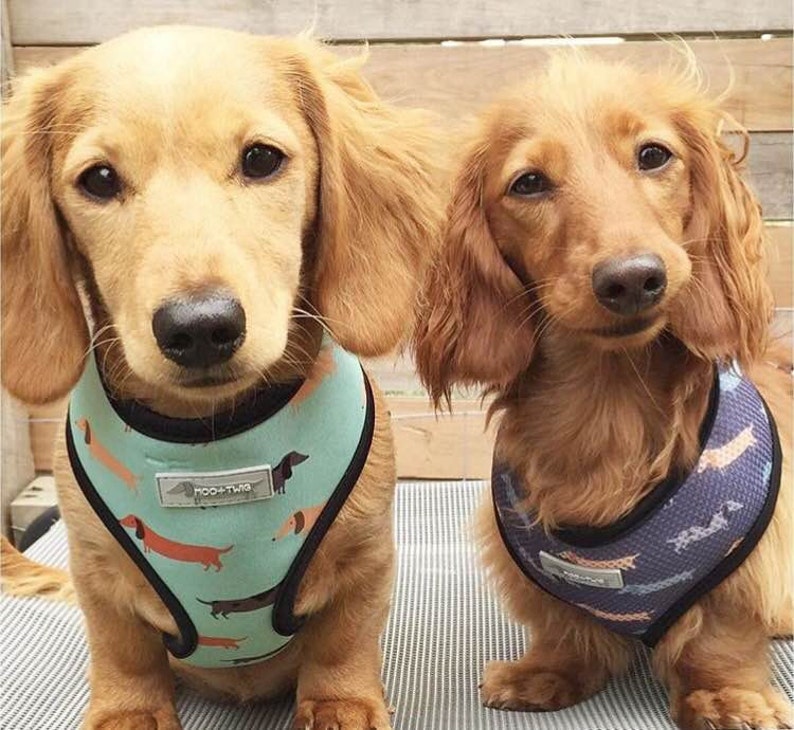 Dachshund Reversible DOG HARNESS weiner dog doxie sausage Etsy