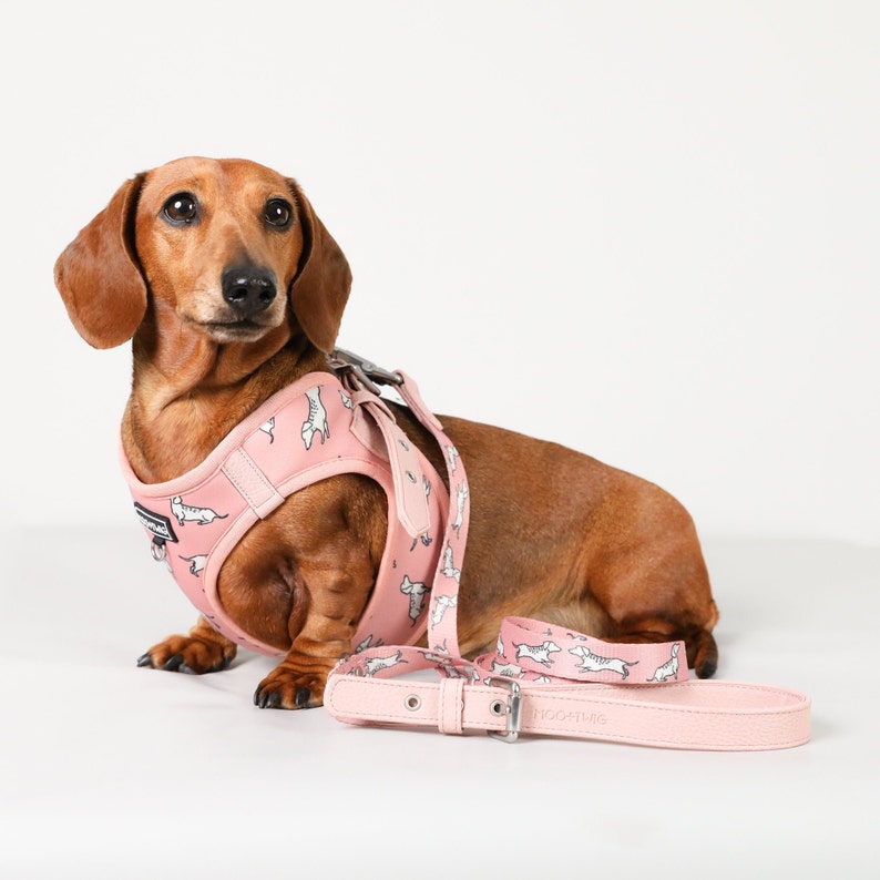 43+ Dog Harness For A Dachshund Image Bleumoonproductions