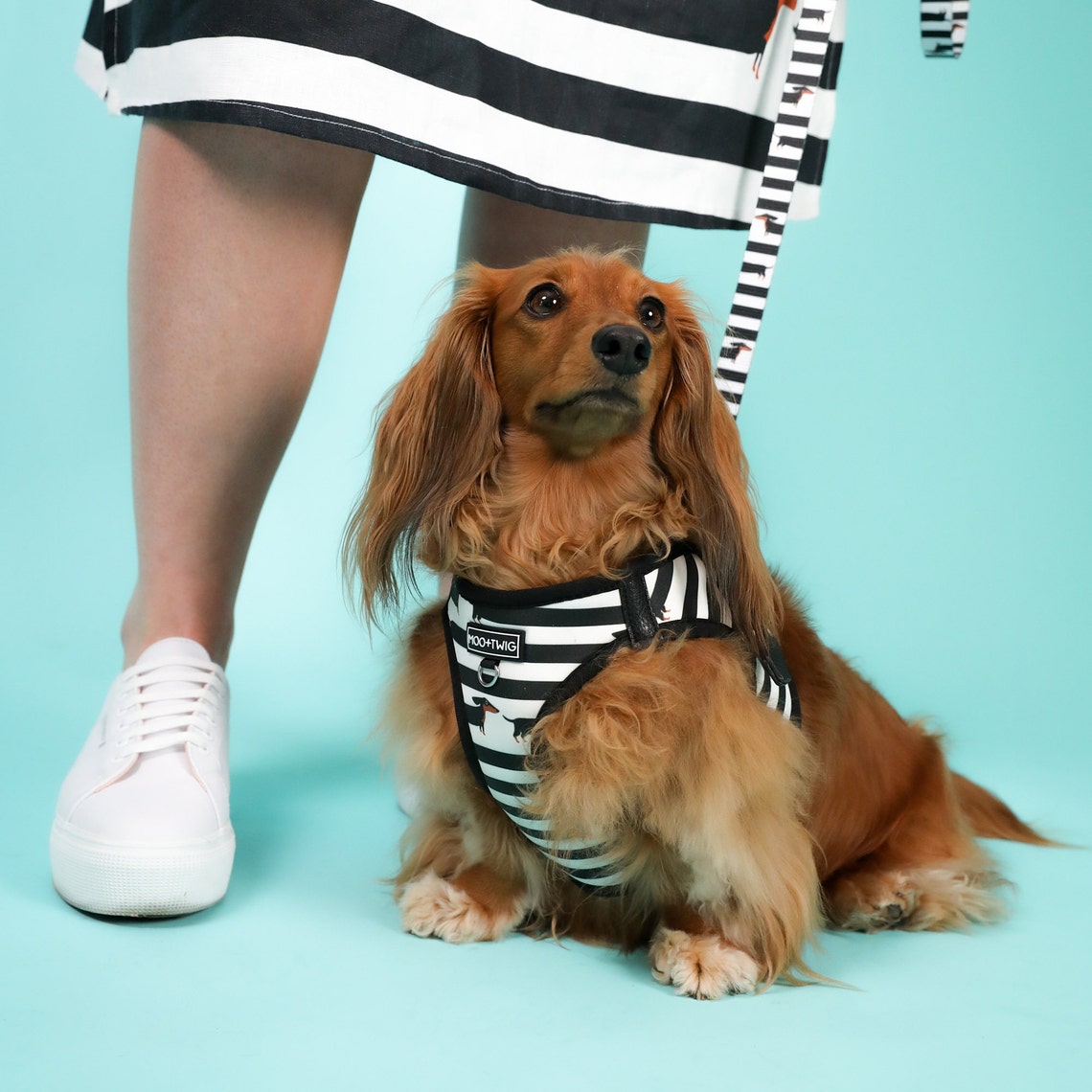 Dachshund Step In Dog Harness Striped Dachshund Harness Etsy