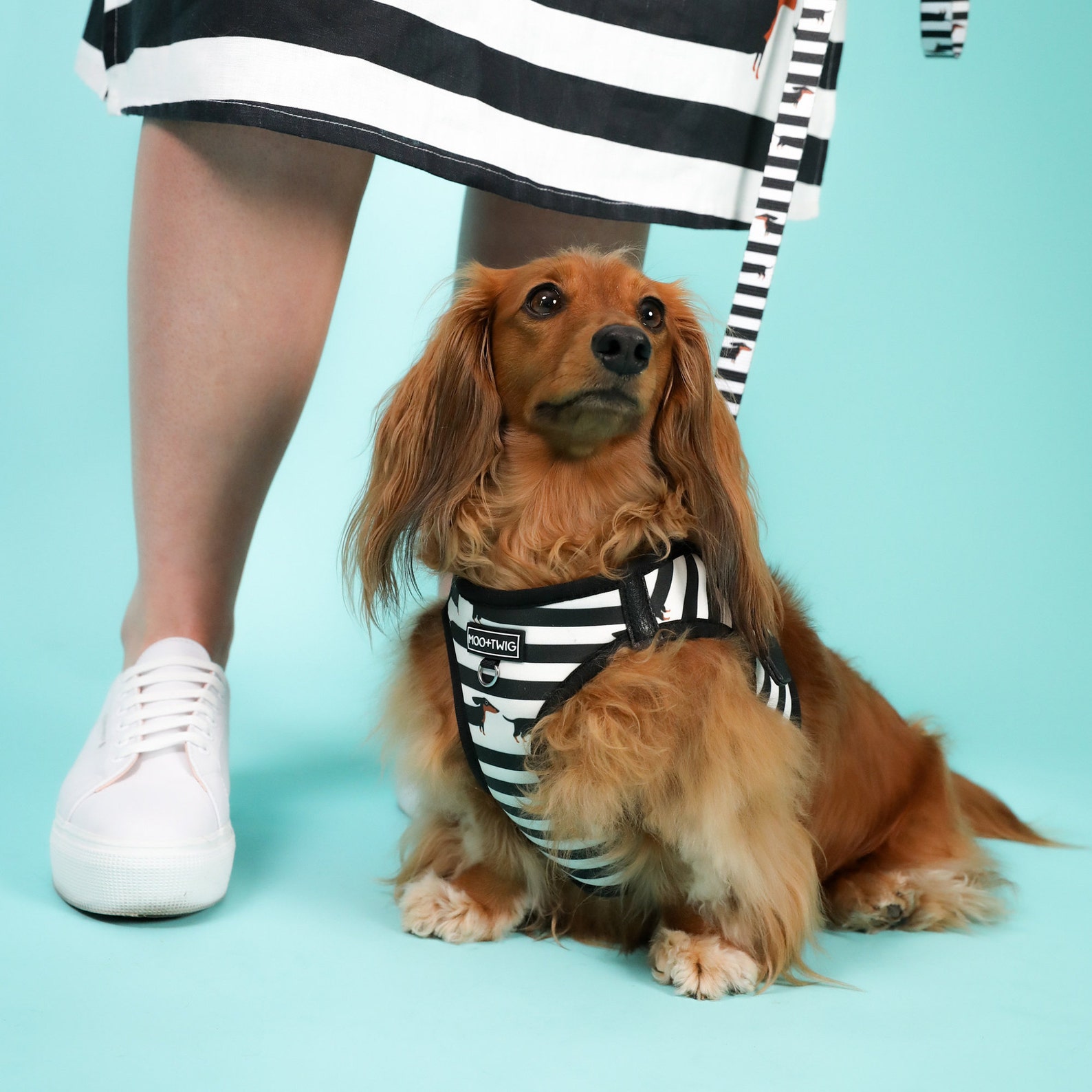 Dachshund Step In Dog Harness Striped Dachshund Harness Etsy