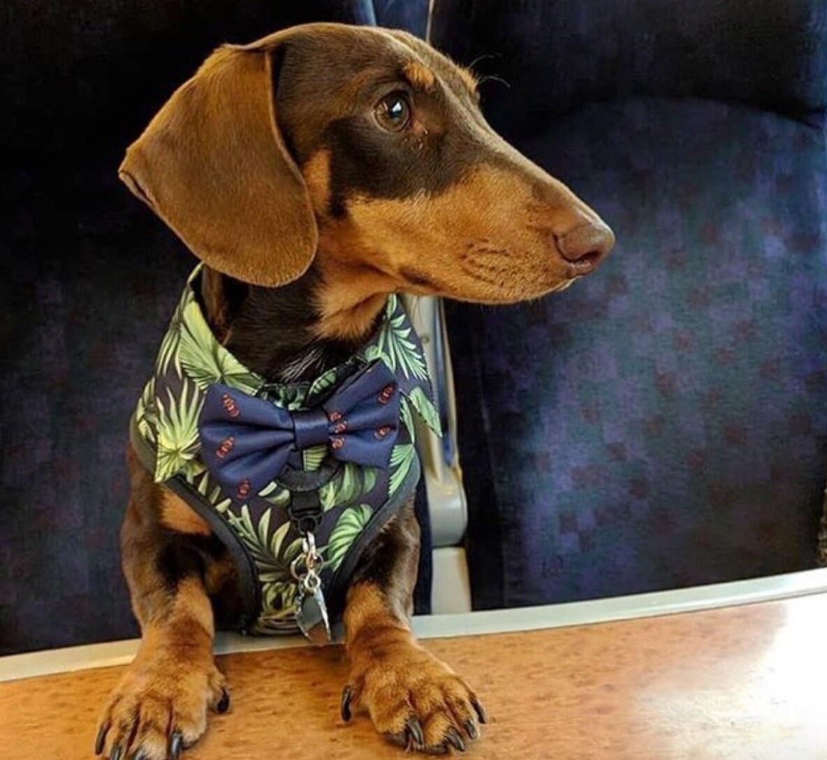 good boy dog harness