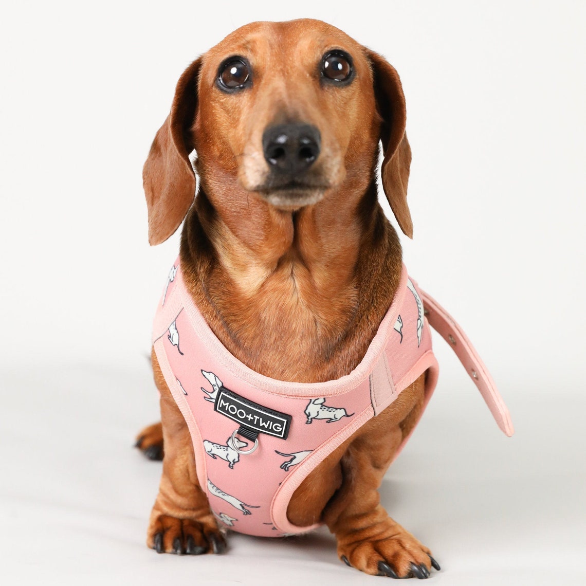 Dachshund Pink Step in Dog Harness Dachshund Harness Harness Etsy