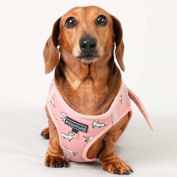 miniature dachshund puppy harness