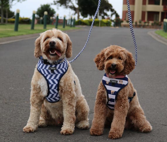 Labradoodle puppy harness Clearance