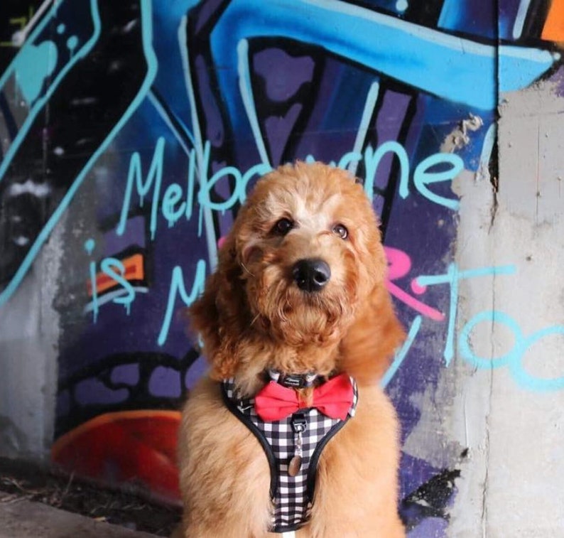 Gingham DOG HARNESS SHIRT With Detachable Bow Tie Cute Dog Etsy