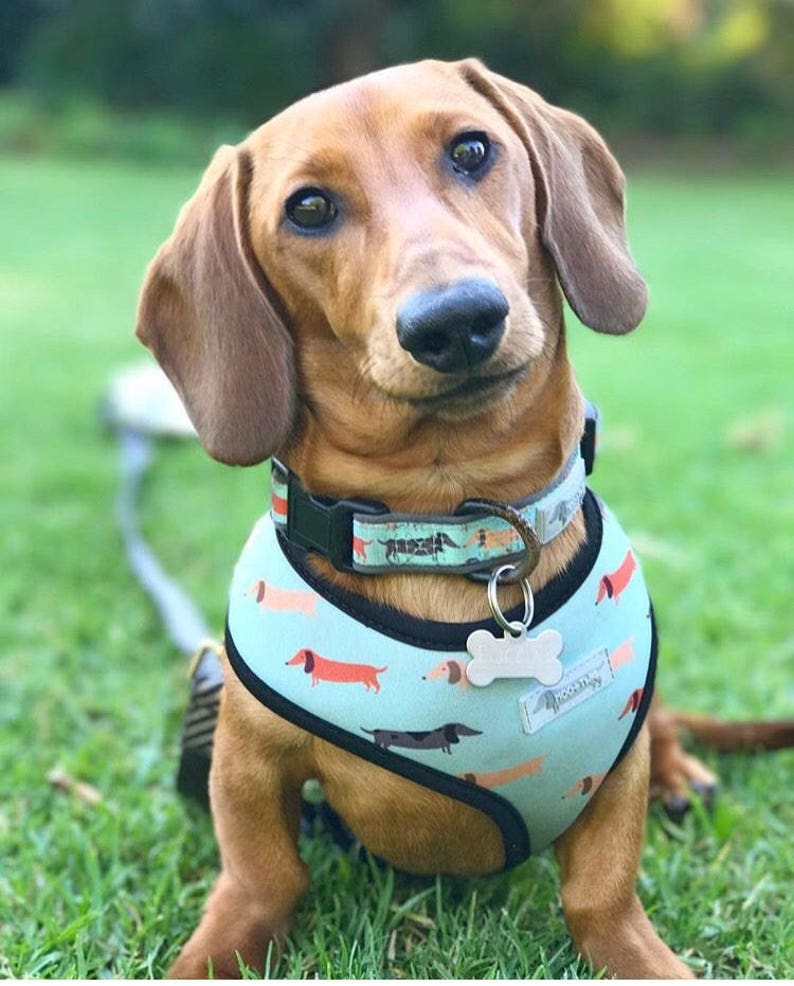 Dachshund Reversible DOG HARNESS weiner dog doxie sausage Etsy