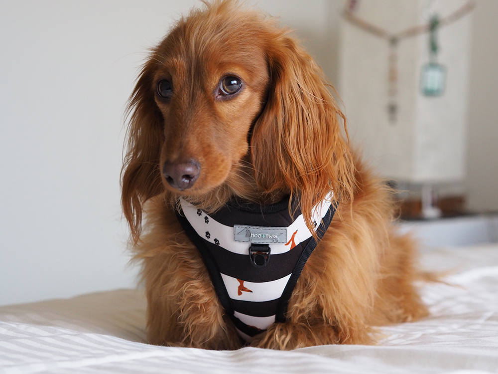 Dachshund Reversible DOG HARNESS Harness for Dachshunds With Etsy