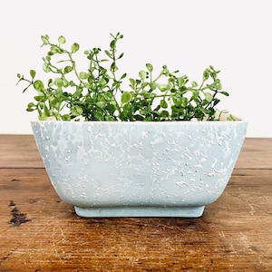 May include: A light blue planter with a textured surface, filled with a green leafy plant.