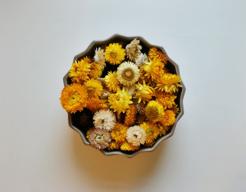 Dried Flowers Vase Filler 100 Handpicked Natural Yellow Beige