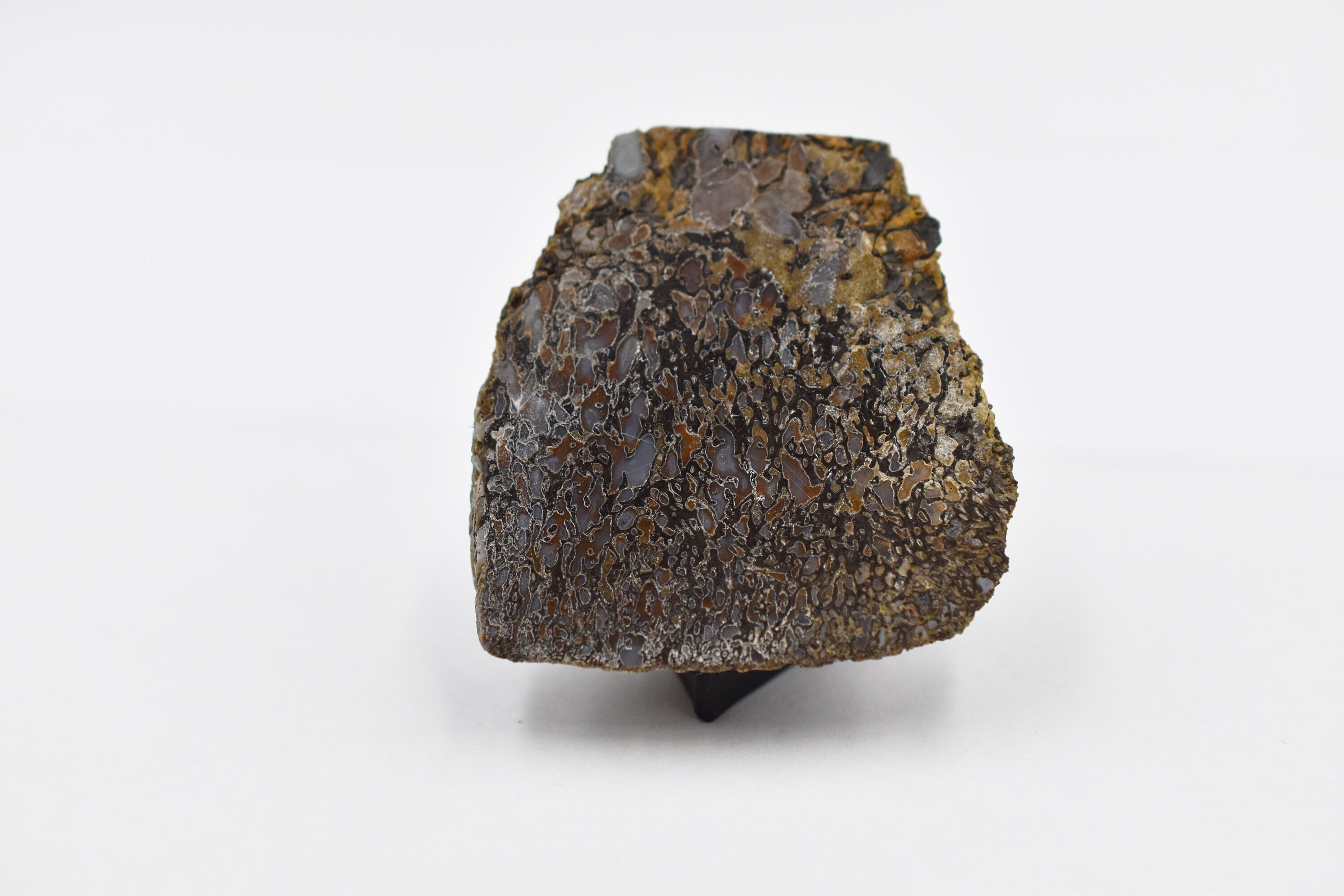 Dino Bone , Genuine Grey Celled Dinosaur Bone Stone, Dinosaur Bone Jurassic Period, jewelry inserts, for Collectors, Museum