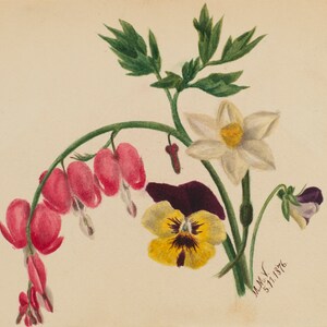 Untitled Artwork by Mary Vaux Walcott