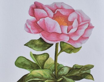 Peony - Art Print