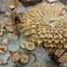 Owner of <a href='https://www.etsy.com/shop/CraftyCrafter77?ref=l2-about-shopname&from_page=listing' class='wt-text-link'>CraftyCrafter77</a>