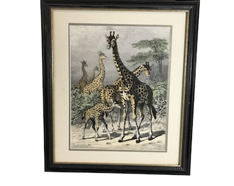 Friedrich Specht "Giraffe" Late 19th Century Woodcut Art With Frame & Matting