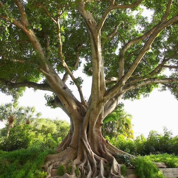 Sacred Fig Tree 1-2+ Feet - Quart Port - Ficus religiosa (Bodhi, Pippala, Peepul, Peepal, Ashwattha, Bo) Pre Bonsai