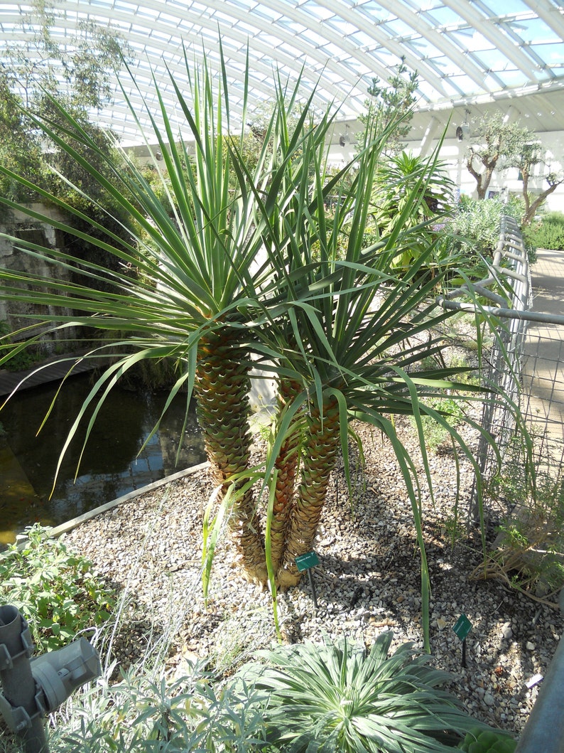 Dragon Tree 6 Inches 1 Quart Pot Dracaena draco Canary Islands dragon tree image 1